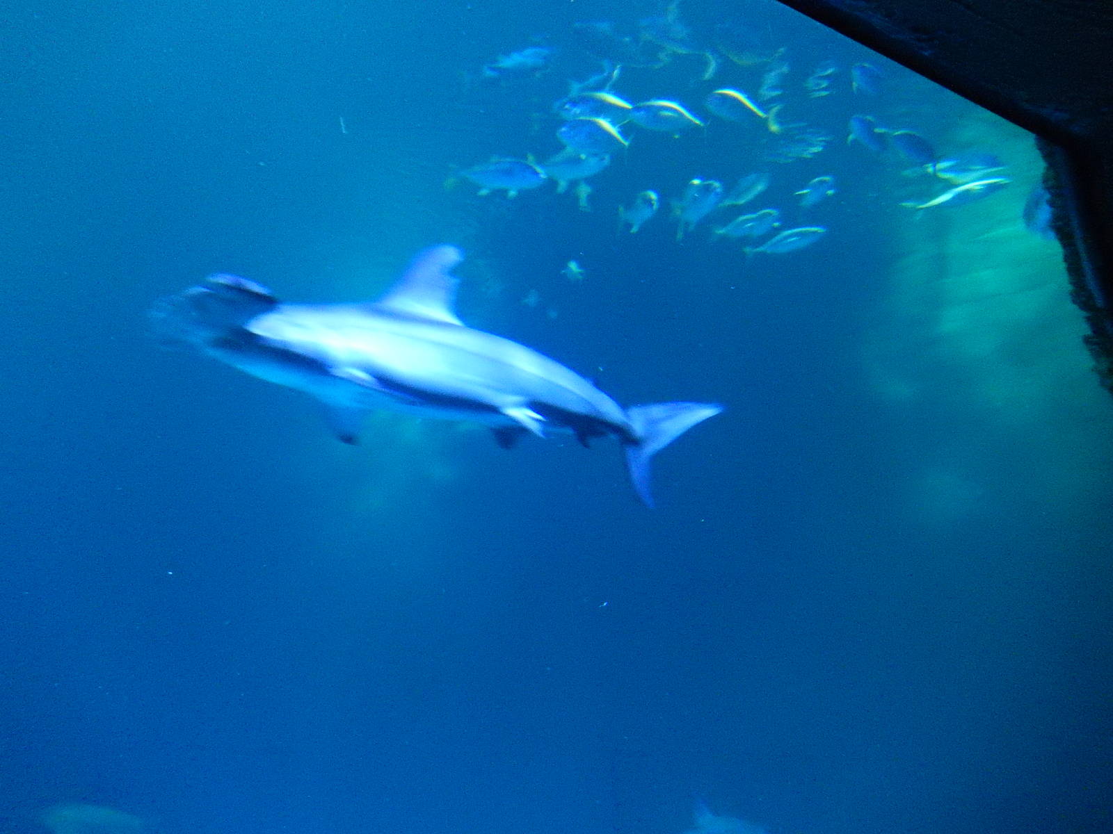 8/13/2015 - Scalloped Hammerhead Shark