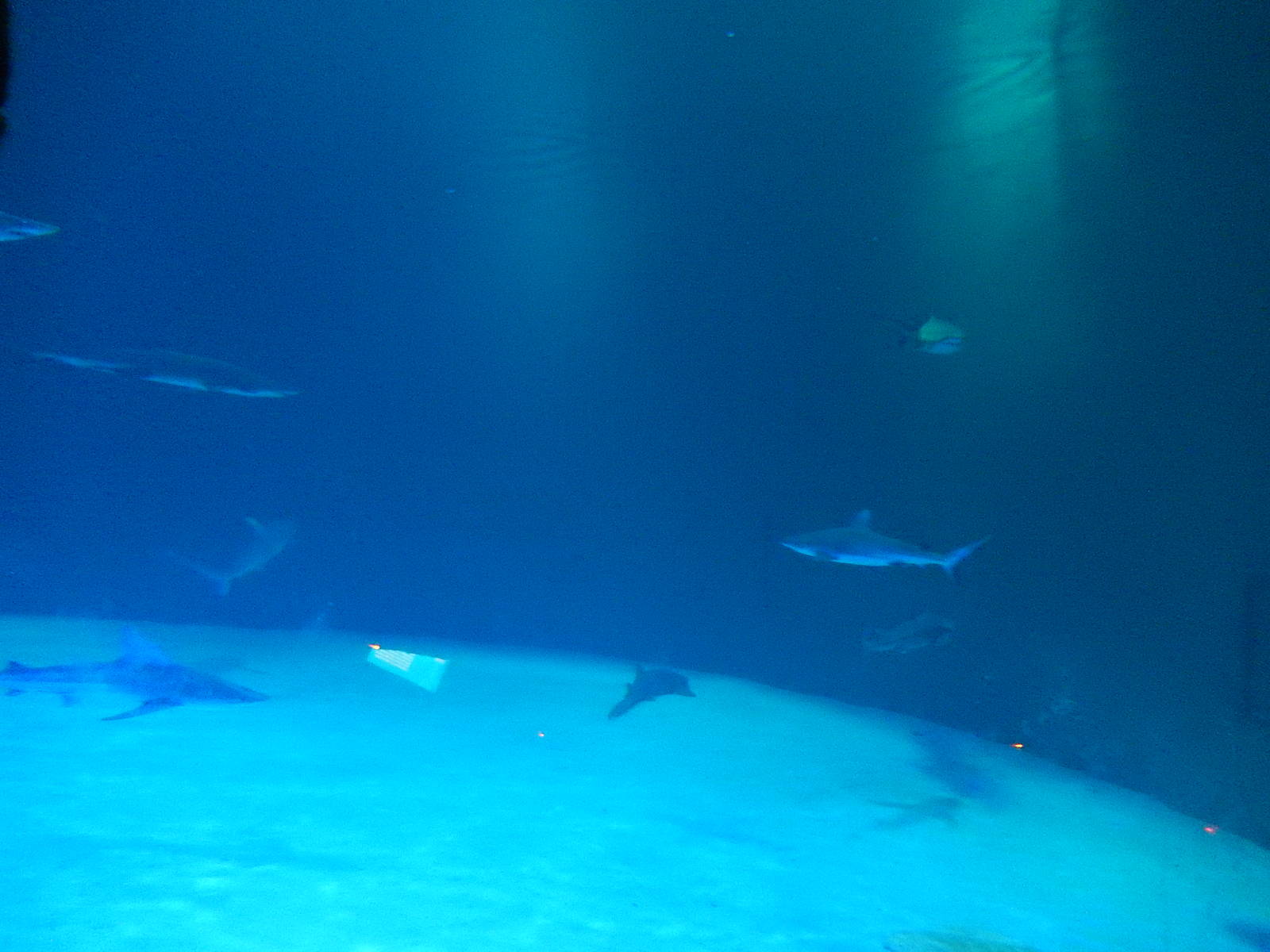 8/13/2015 - Shipwreck Tank