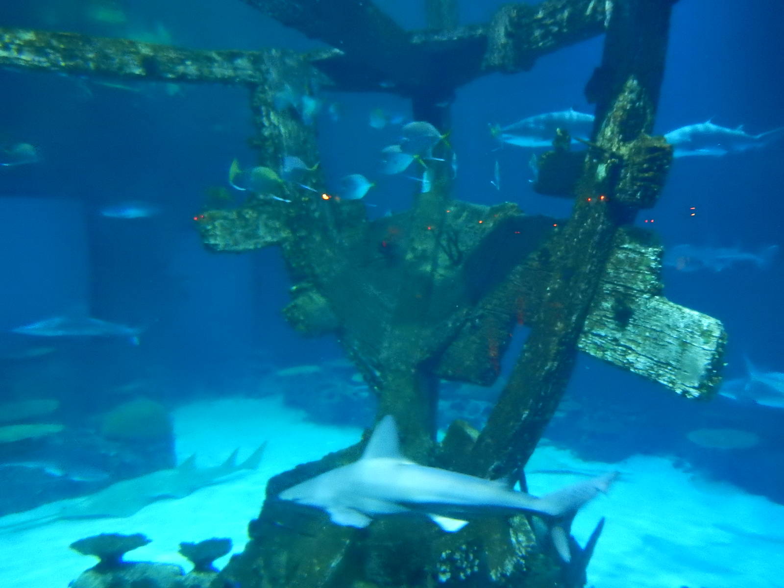 8/13/2015 - Shipwreck Tank