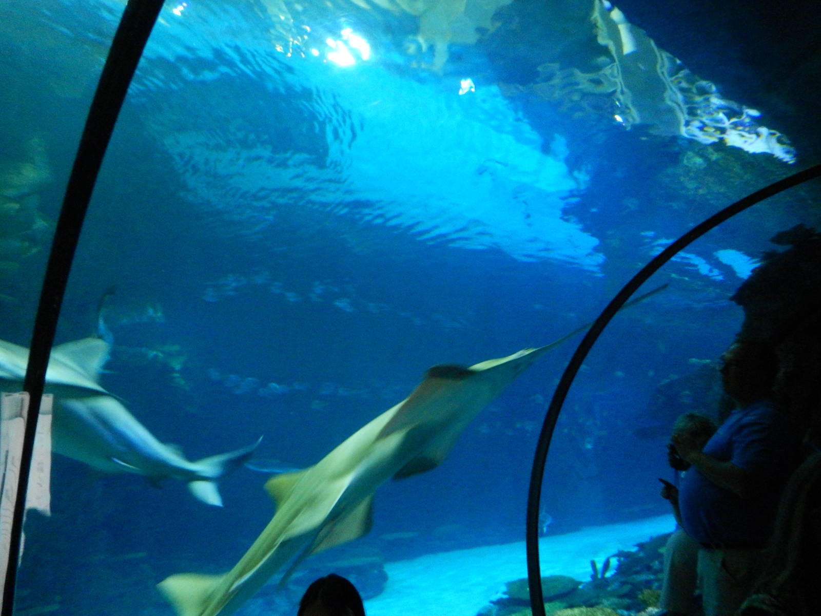 8/13/2015 - Shipwreck - Underwater Tunnel