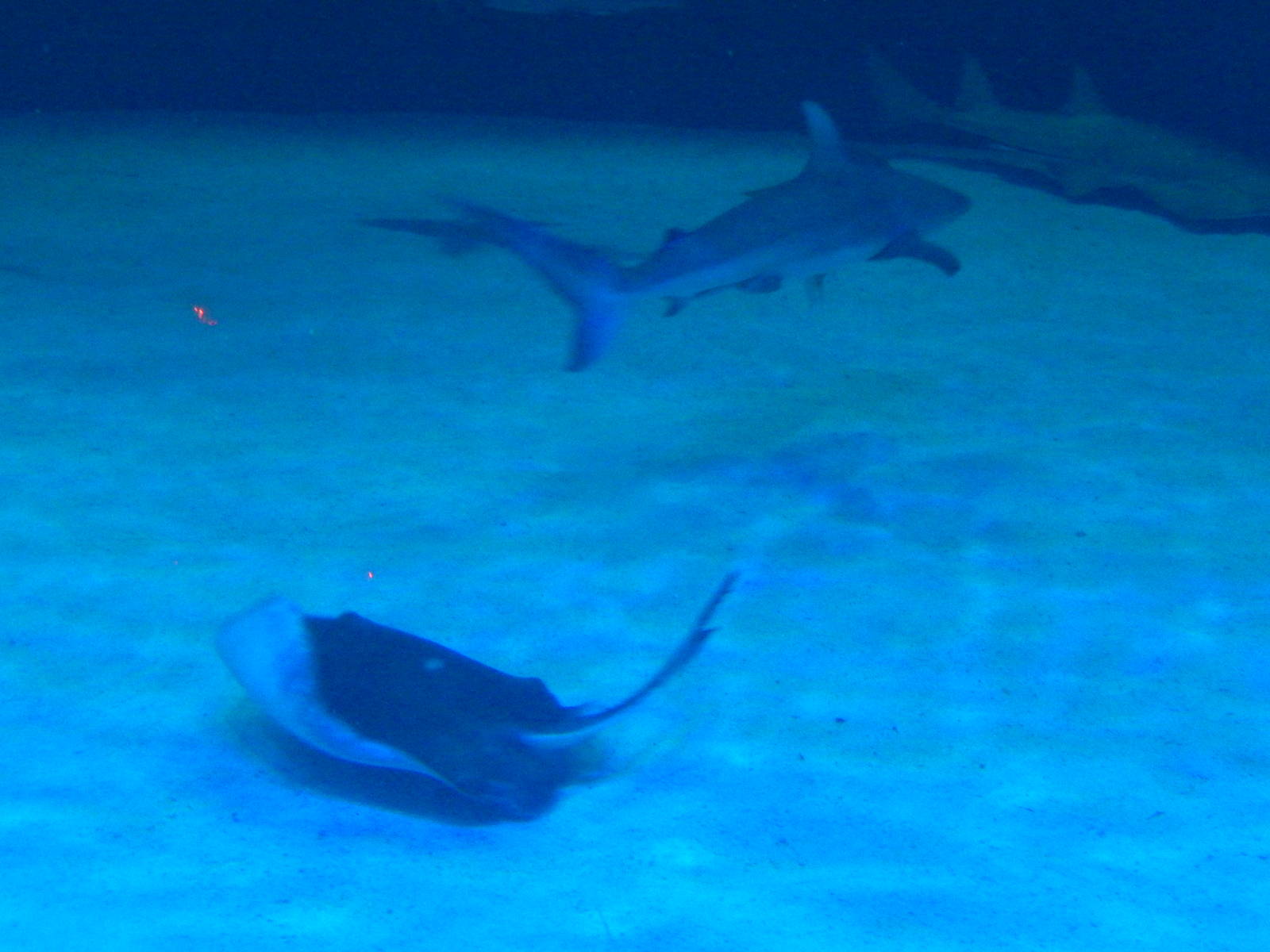 8/13/2015 - Southern Stingray and Sandbar Shark