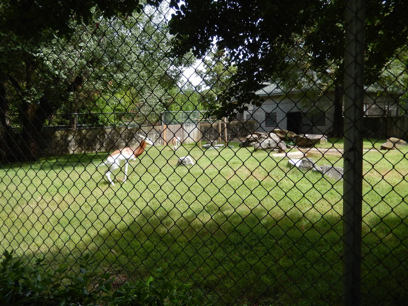 8/14/2016 - Addra Gazelle & Abyssinian Ground Hornbill Paddock