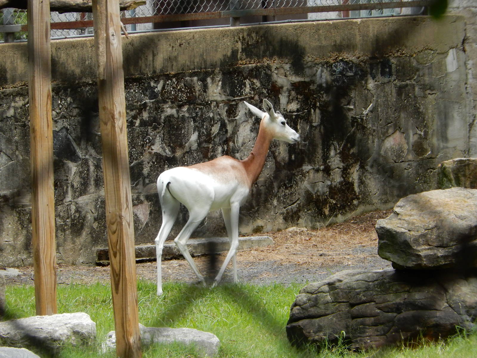 8/14/2016 - Addra Gazelle