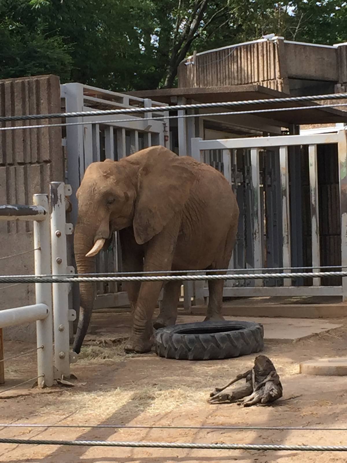 8/14/2016 - African Elephant