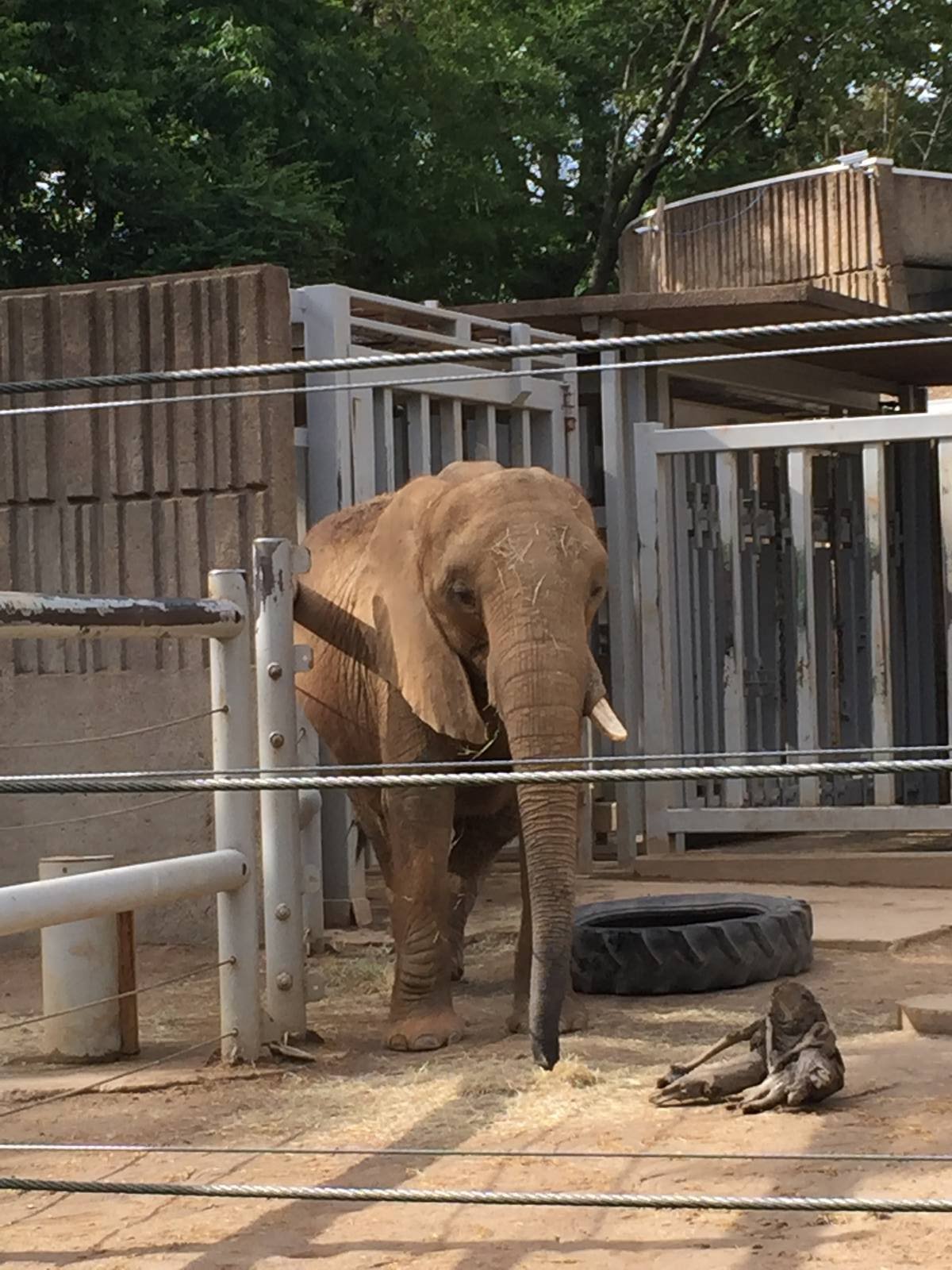 8/14/2016 - African Elephant