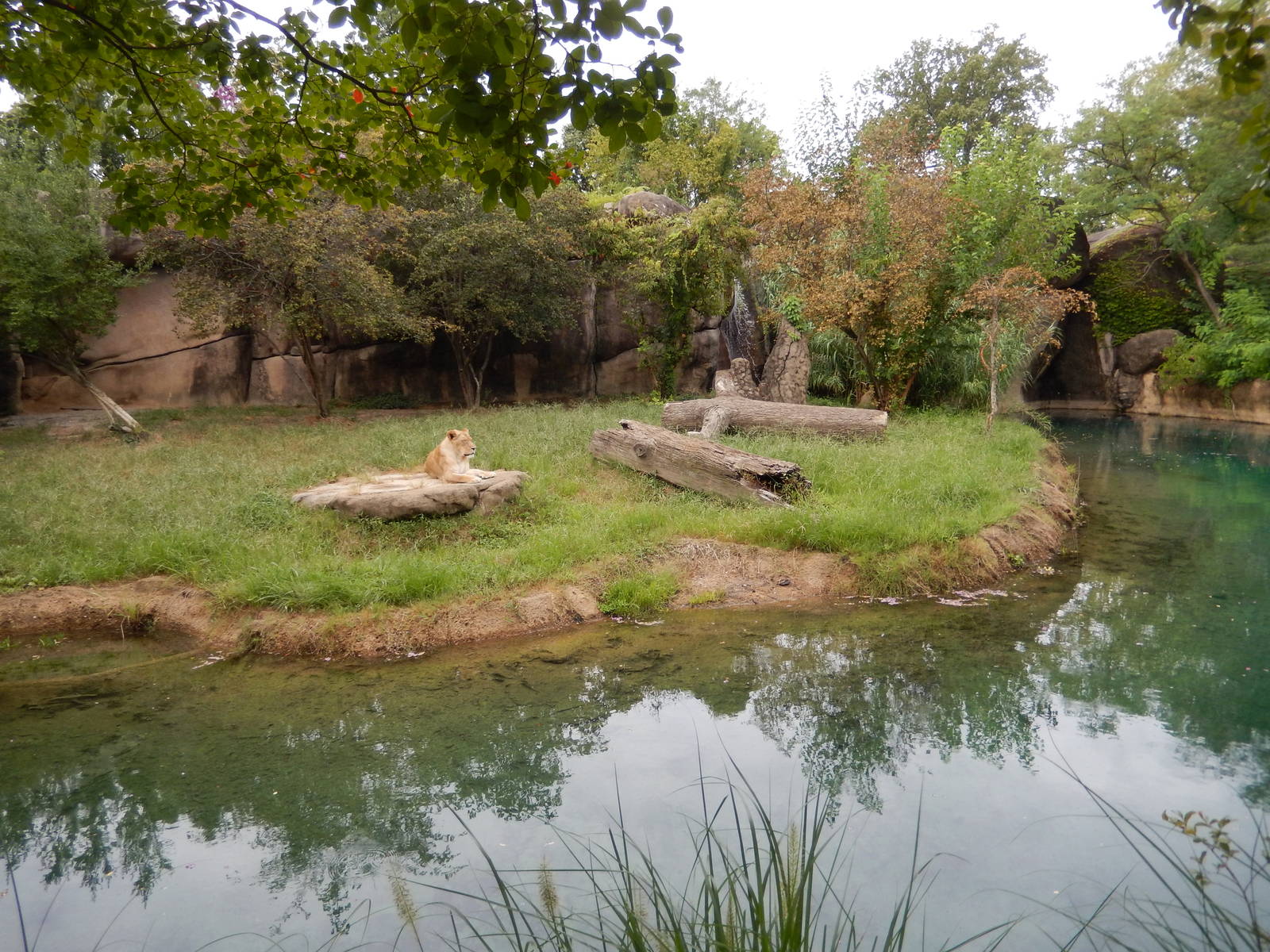 8/14/2016 - African Lion Habitat
