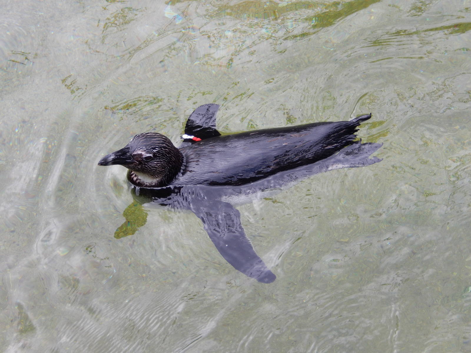 8/14/2016 - African Penguin (Almost Entirely Black Specimen)