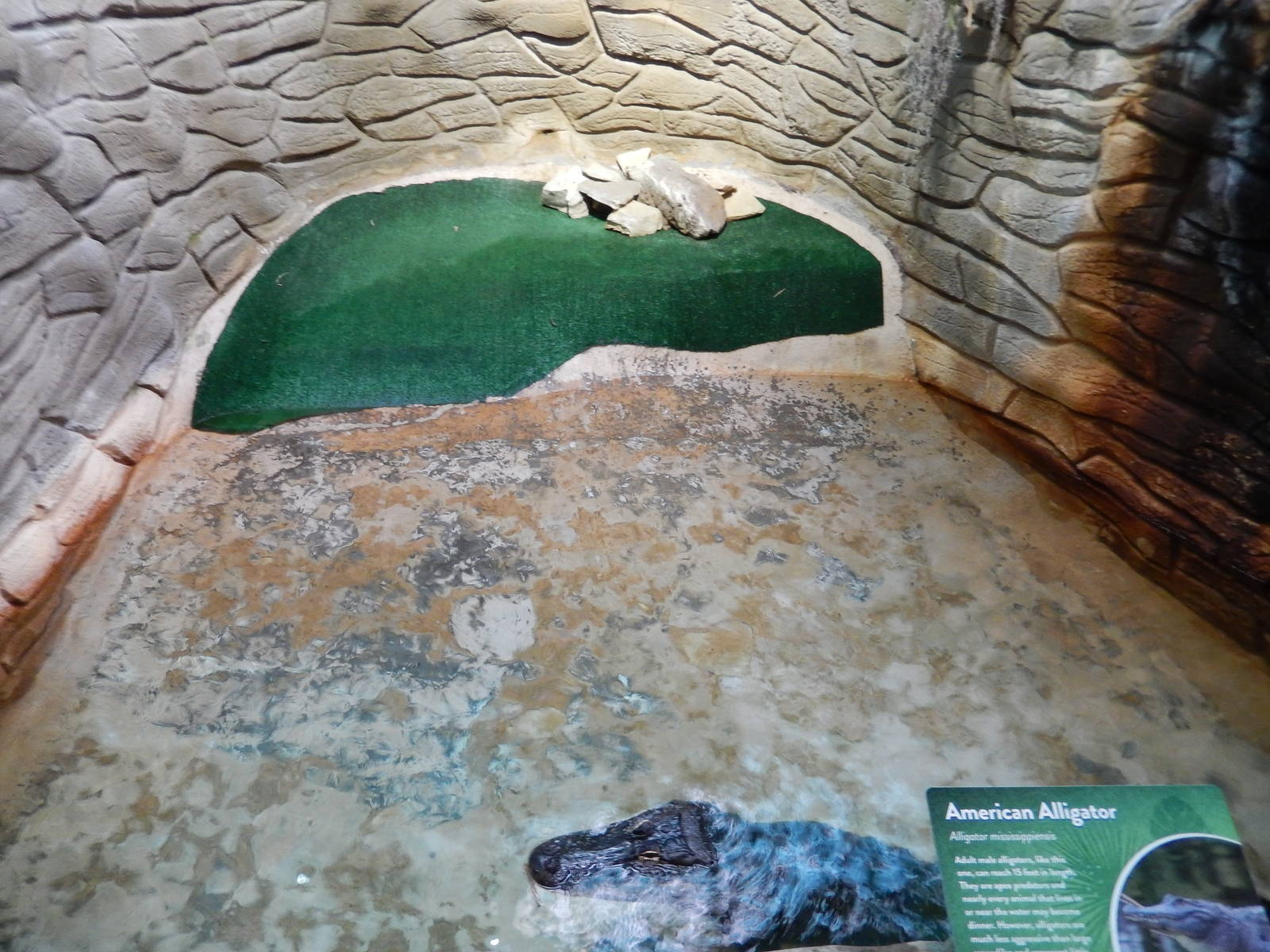 8/14/2016 - American Alligator Grotto