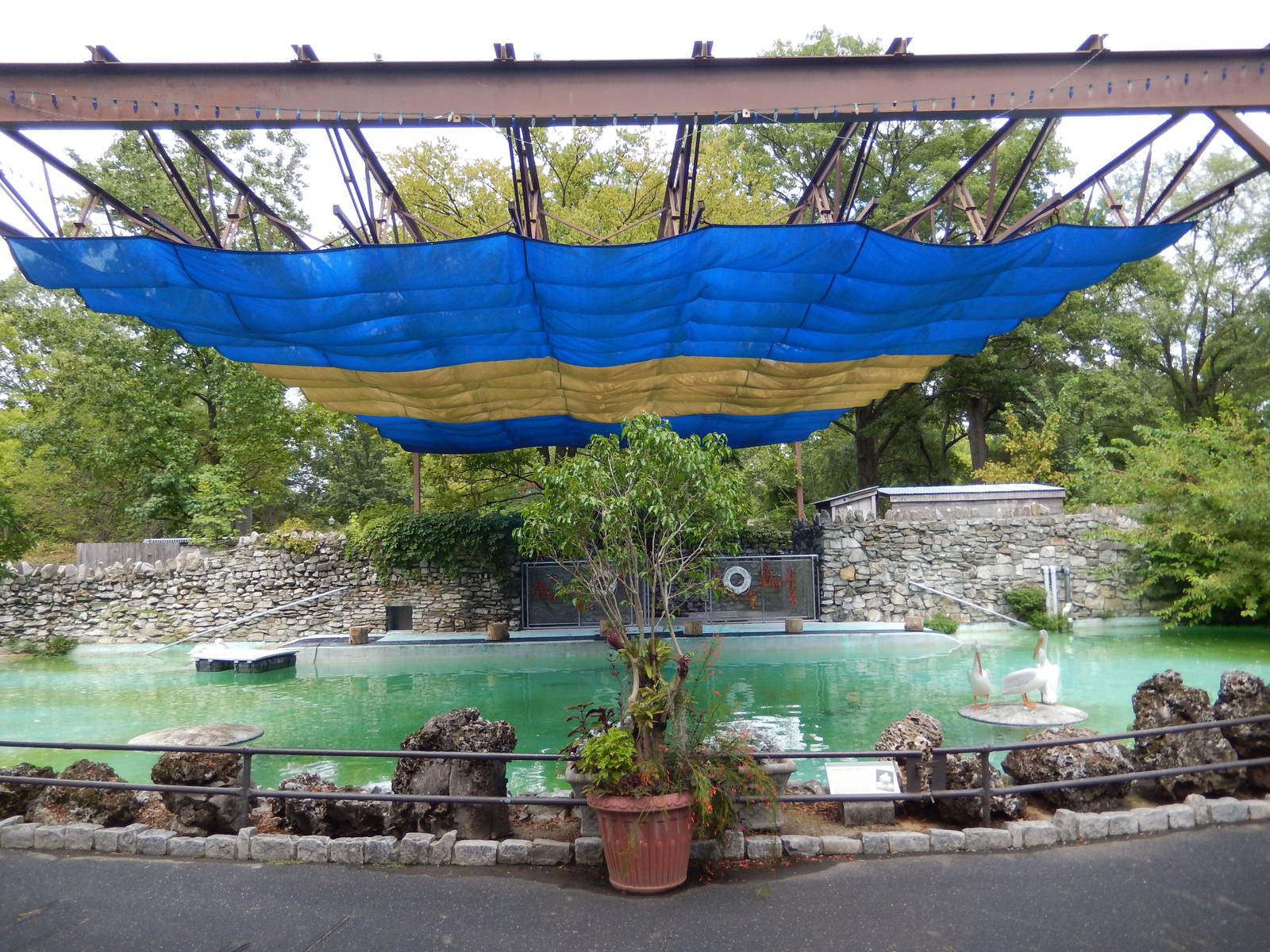 8/14/2016 - American White Pelican Pool