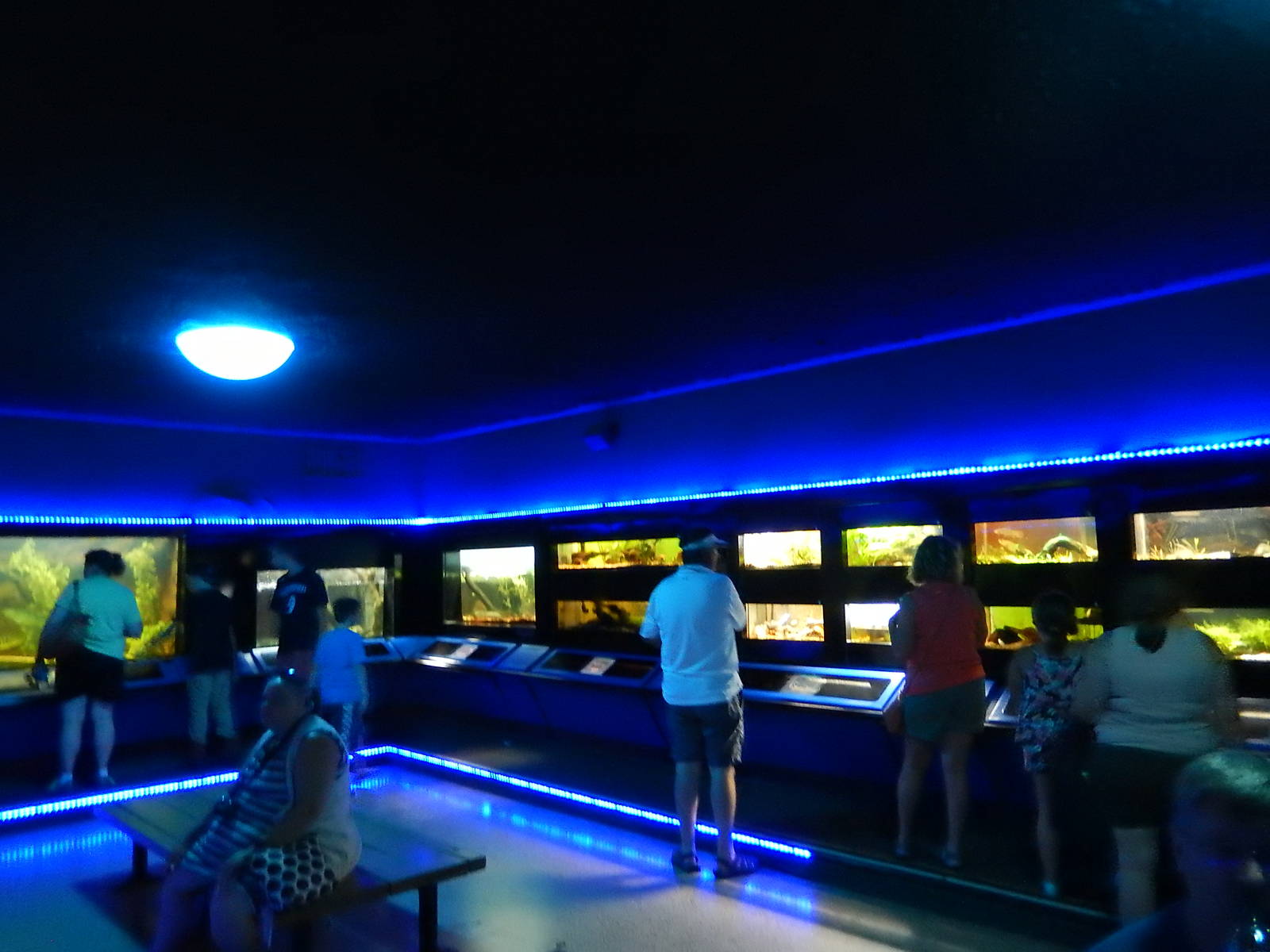 8/14/2016 - Aquarium (Right Half)