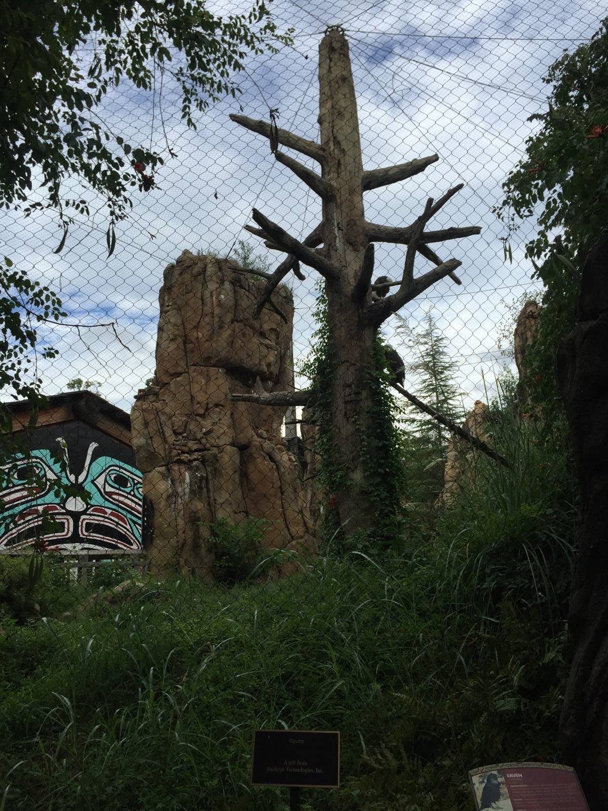 8/14/2016 - Bald Eagle & Raven Aviary