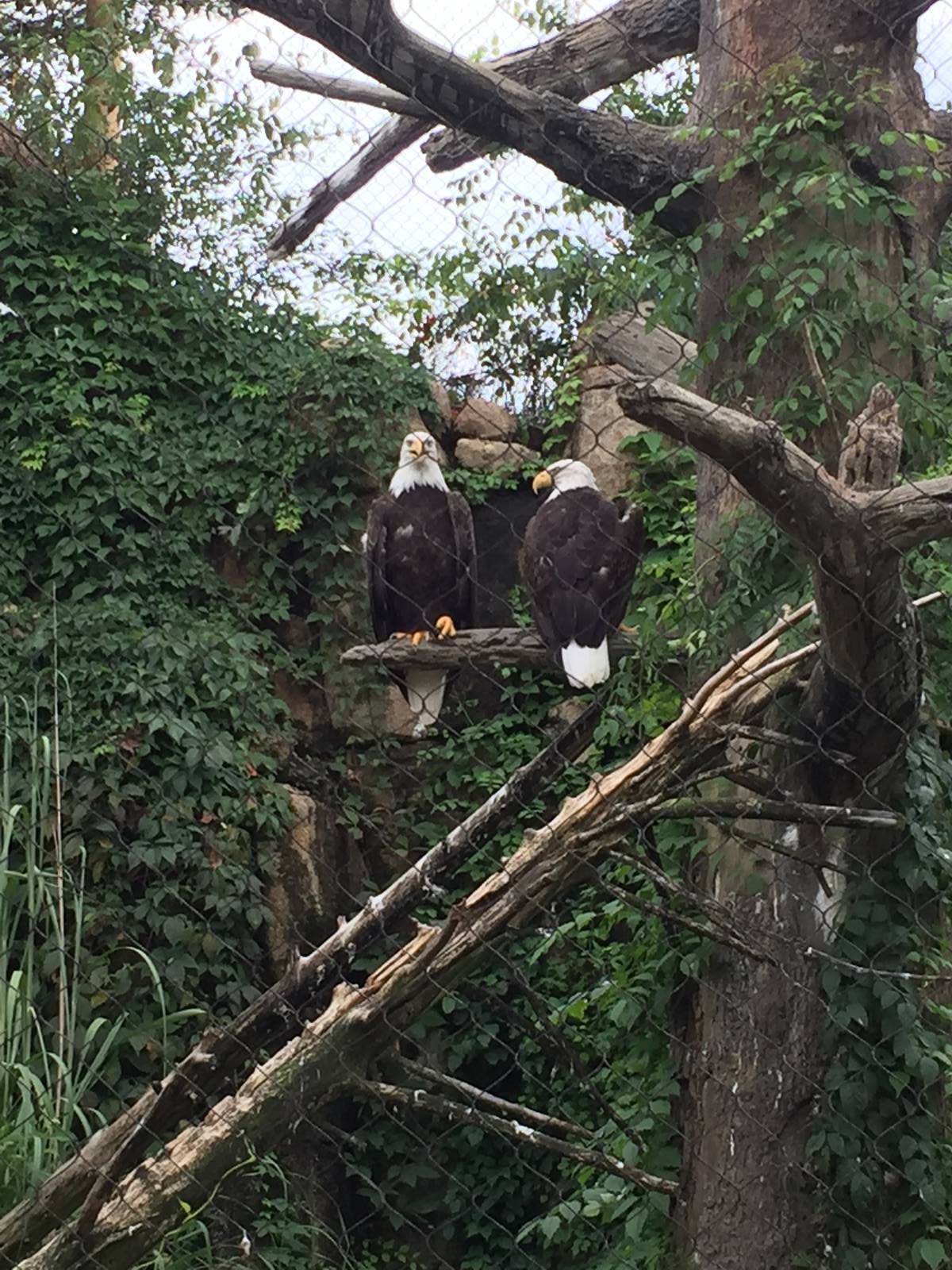 8/14/2016 - Bald Eagles