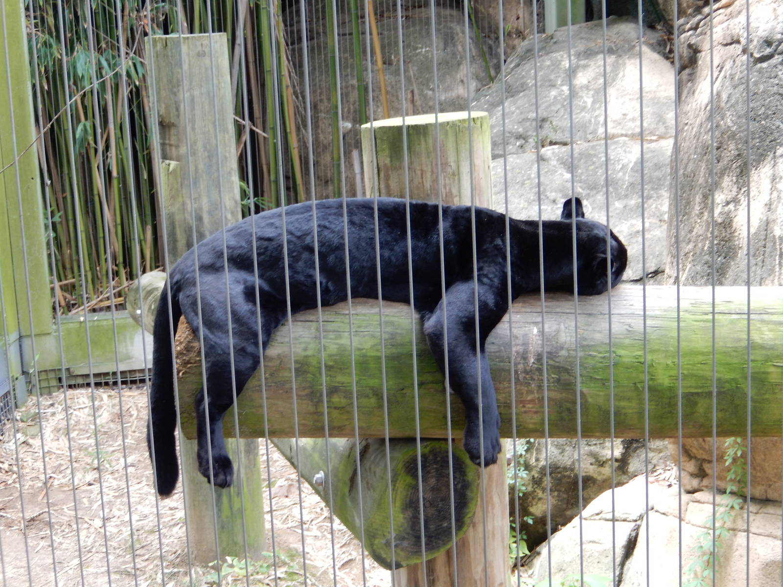 8/14/2016 - Black Jaguar