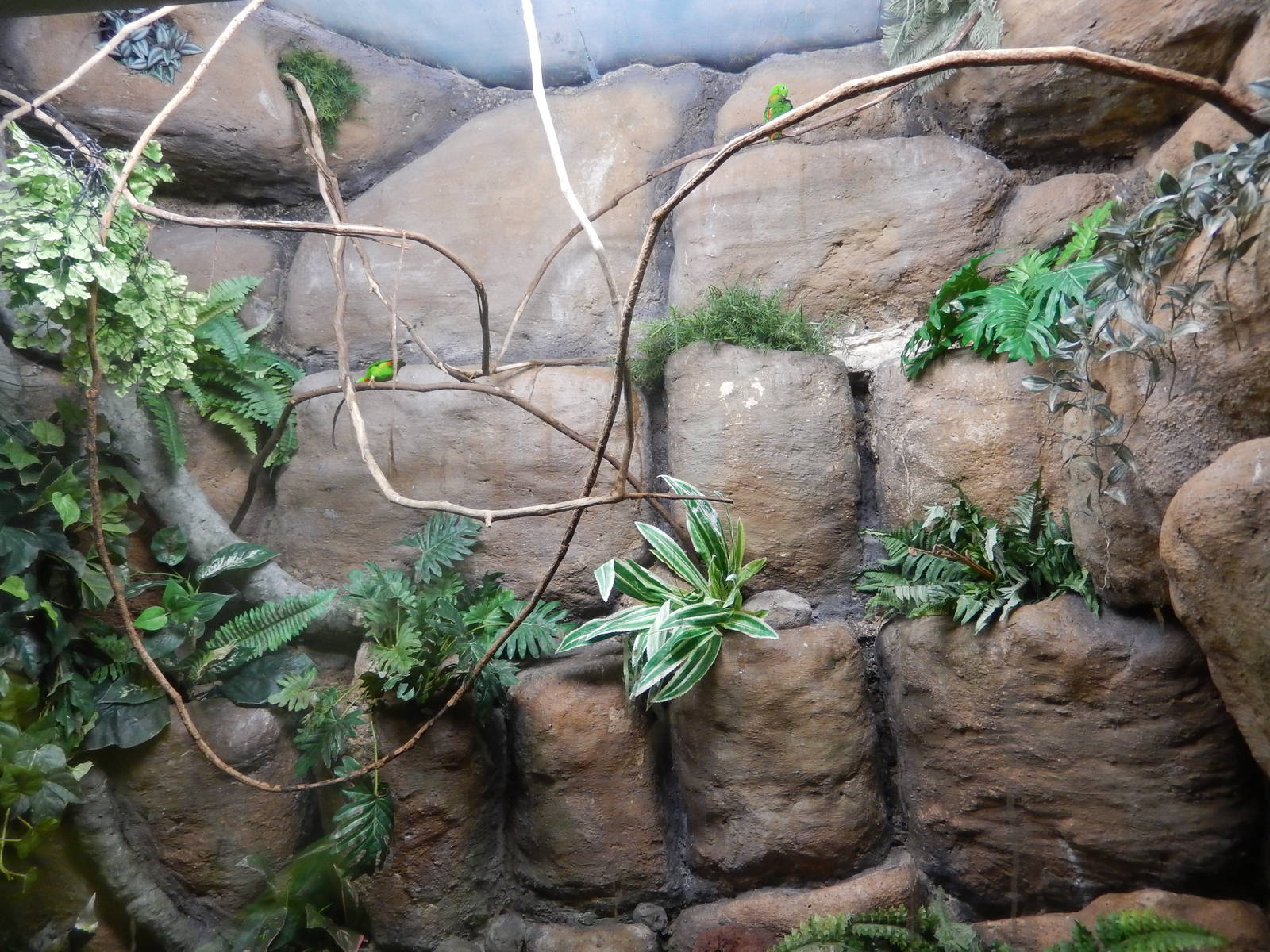8/14/2016 - Blue Crowned Hanging Parrot Exhibit