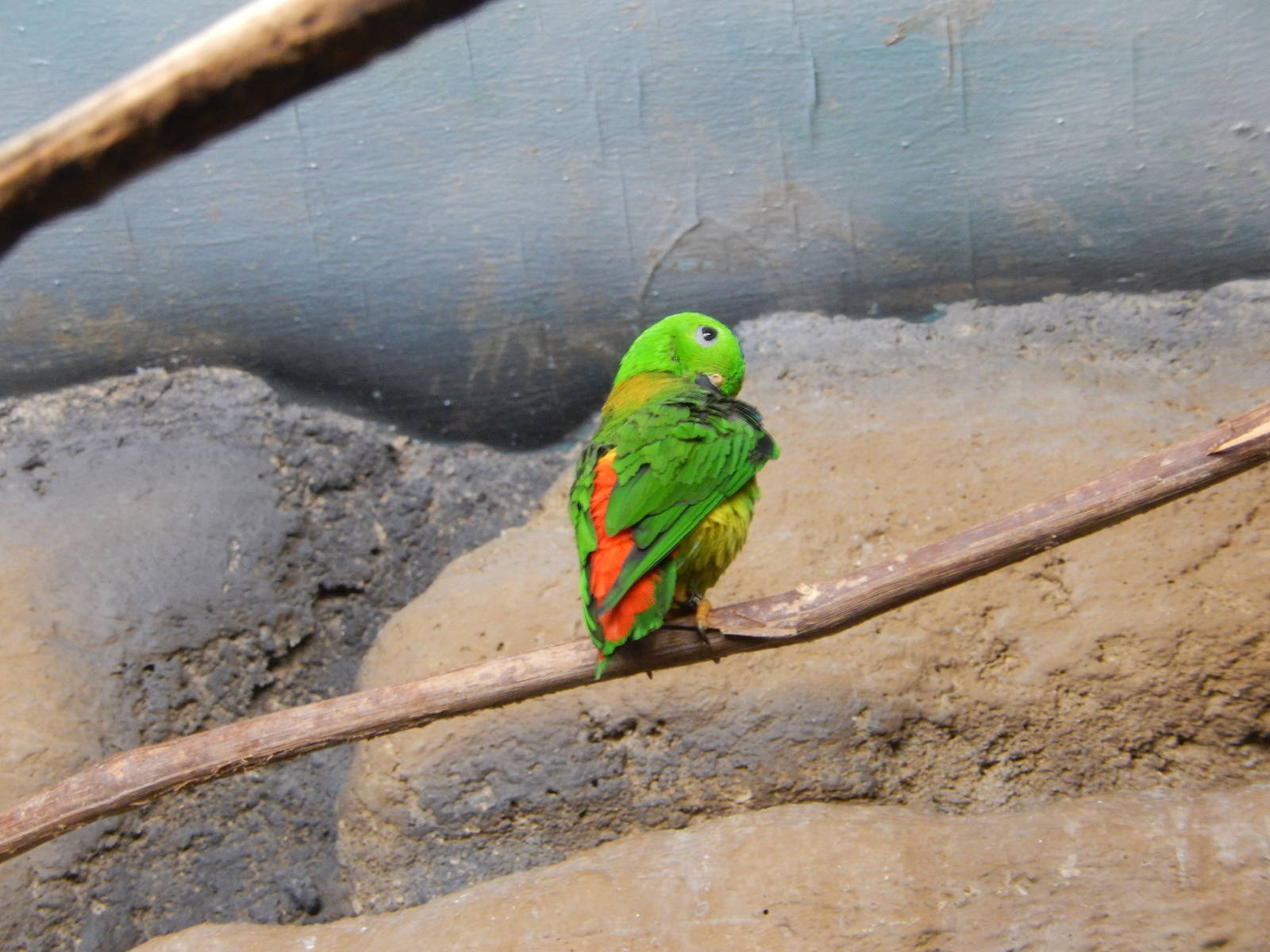 8/14/2016 - Blue Crowned Hanging Parrot