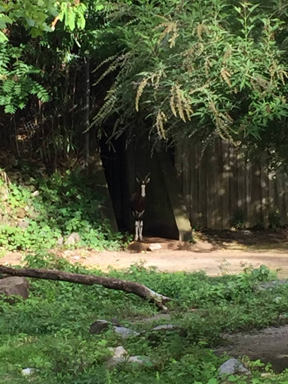 8/14/2016 - Bontebok