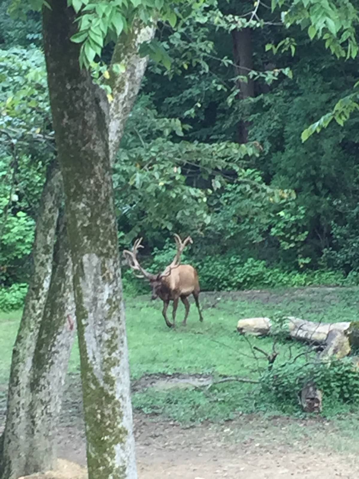 8/14/2016 - Bull Elk