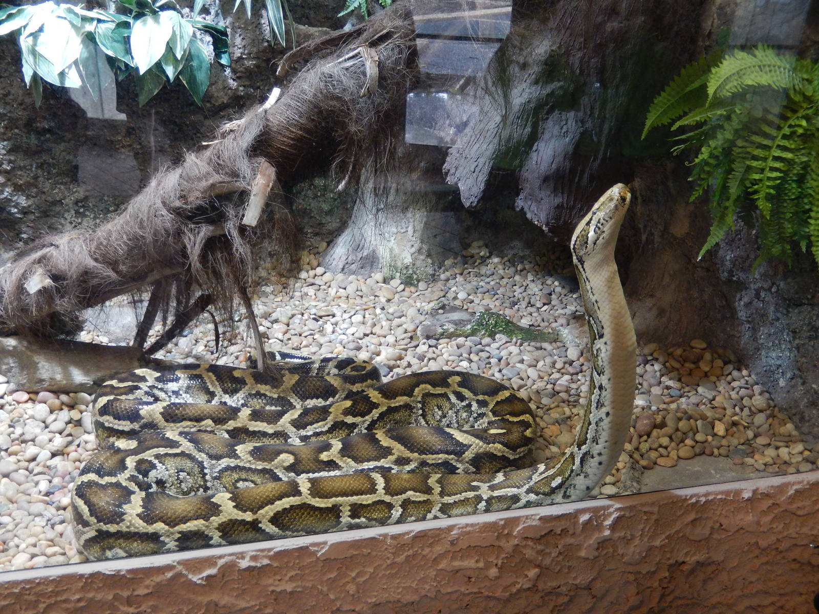 8/14/2016 - Burmese Python