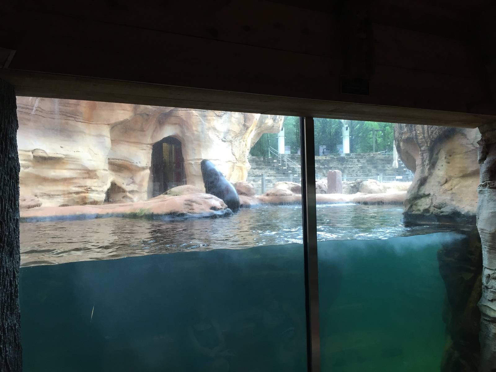 8/14/2016 - California Sea Lion Underwater Viewing Area