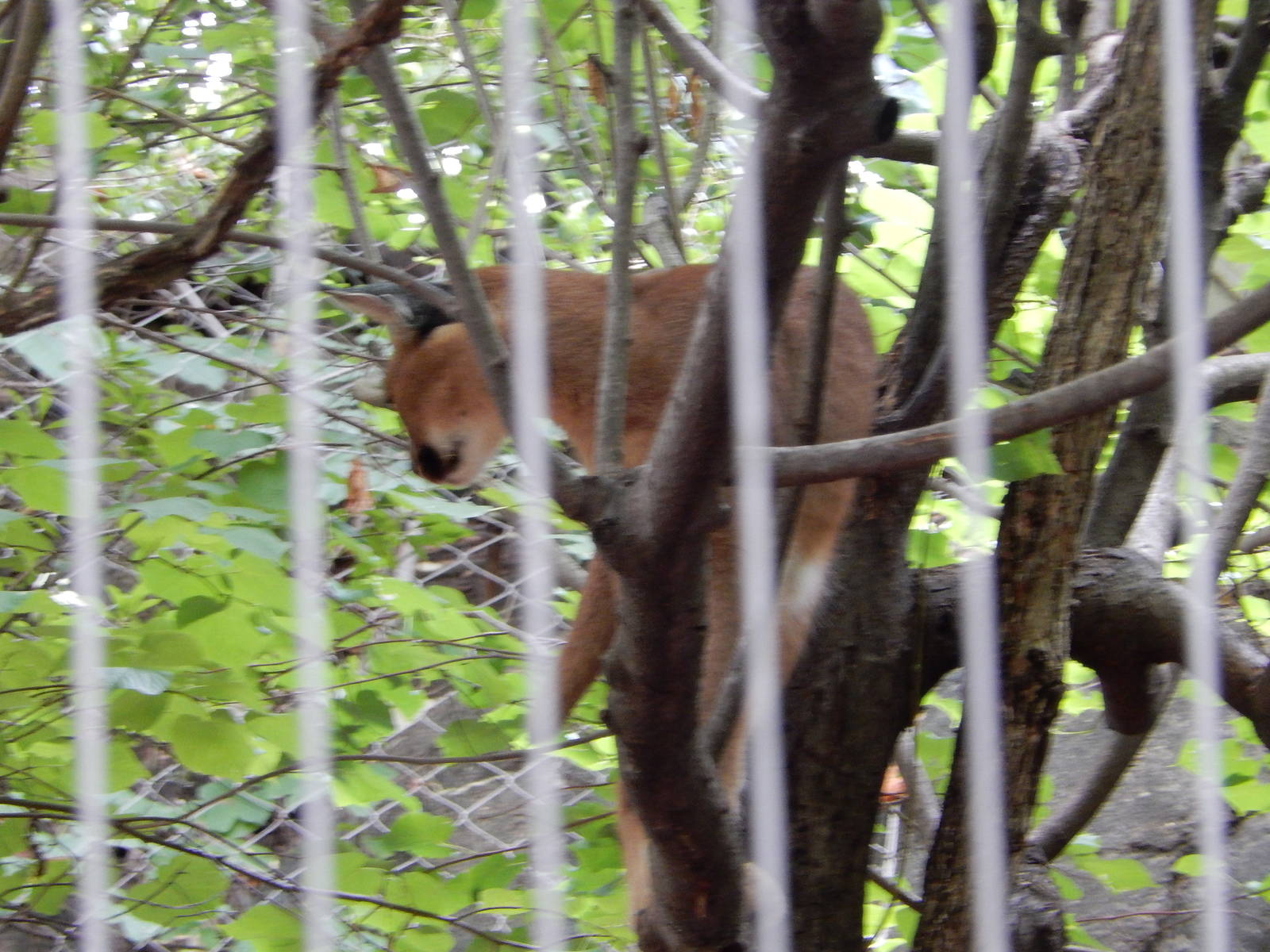 8/14/2016 - Caracal in the Tree