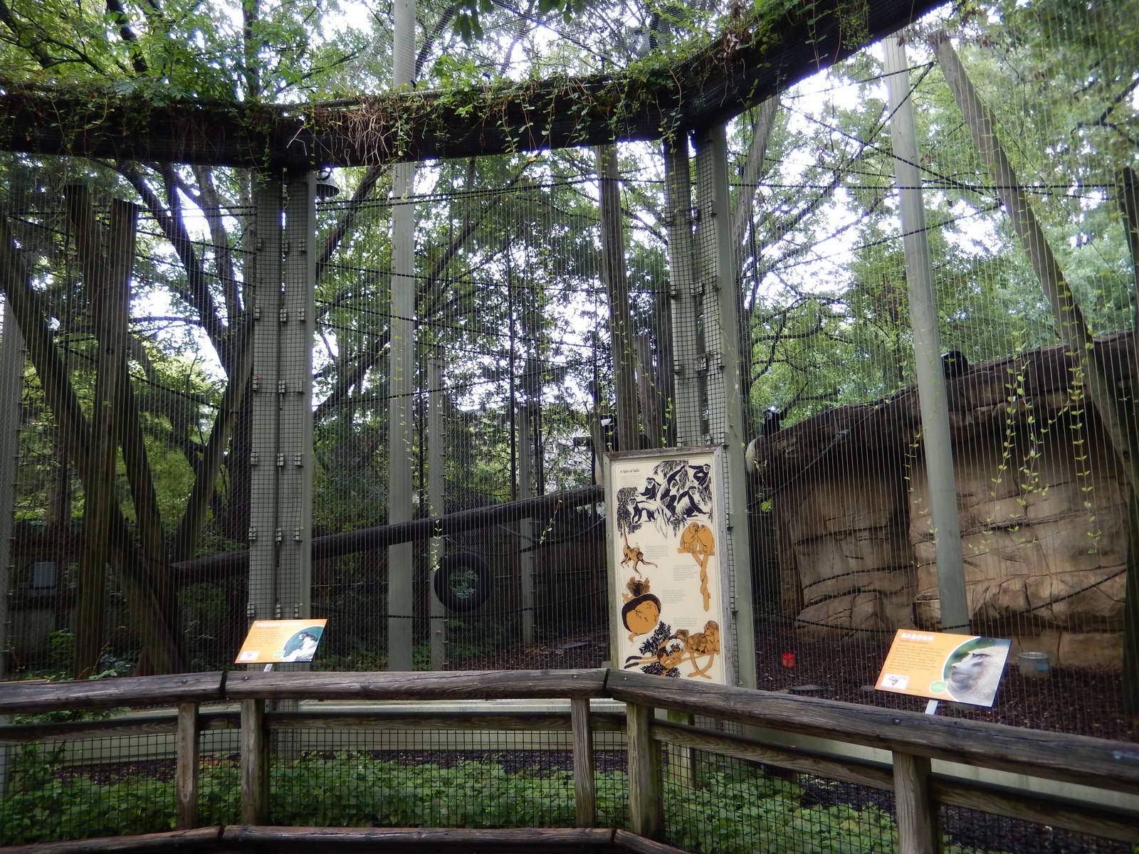 8/14/2016 - Colobus Monkey Exhibit