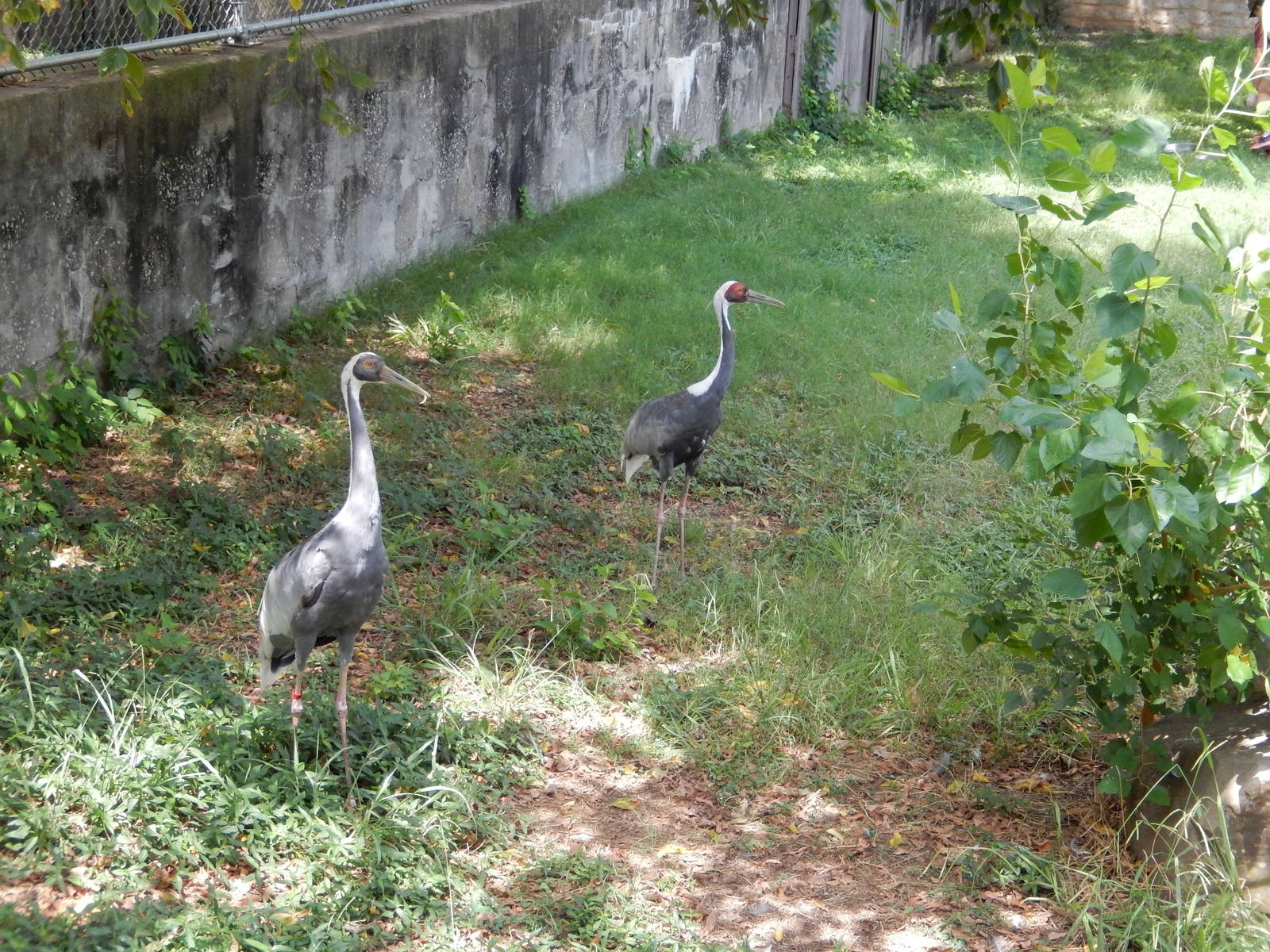 8/14/2016 - Common Cranes(?)