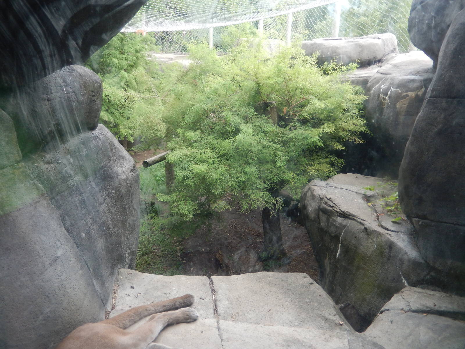 8/14/2016 - Cougar Habitat