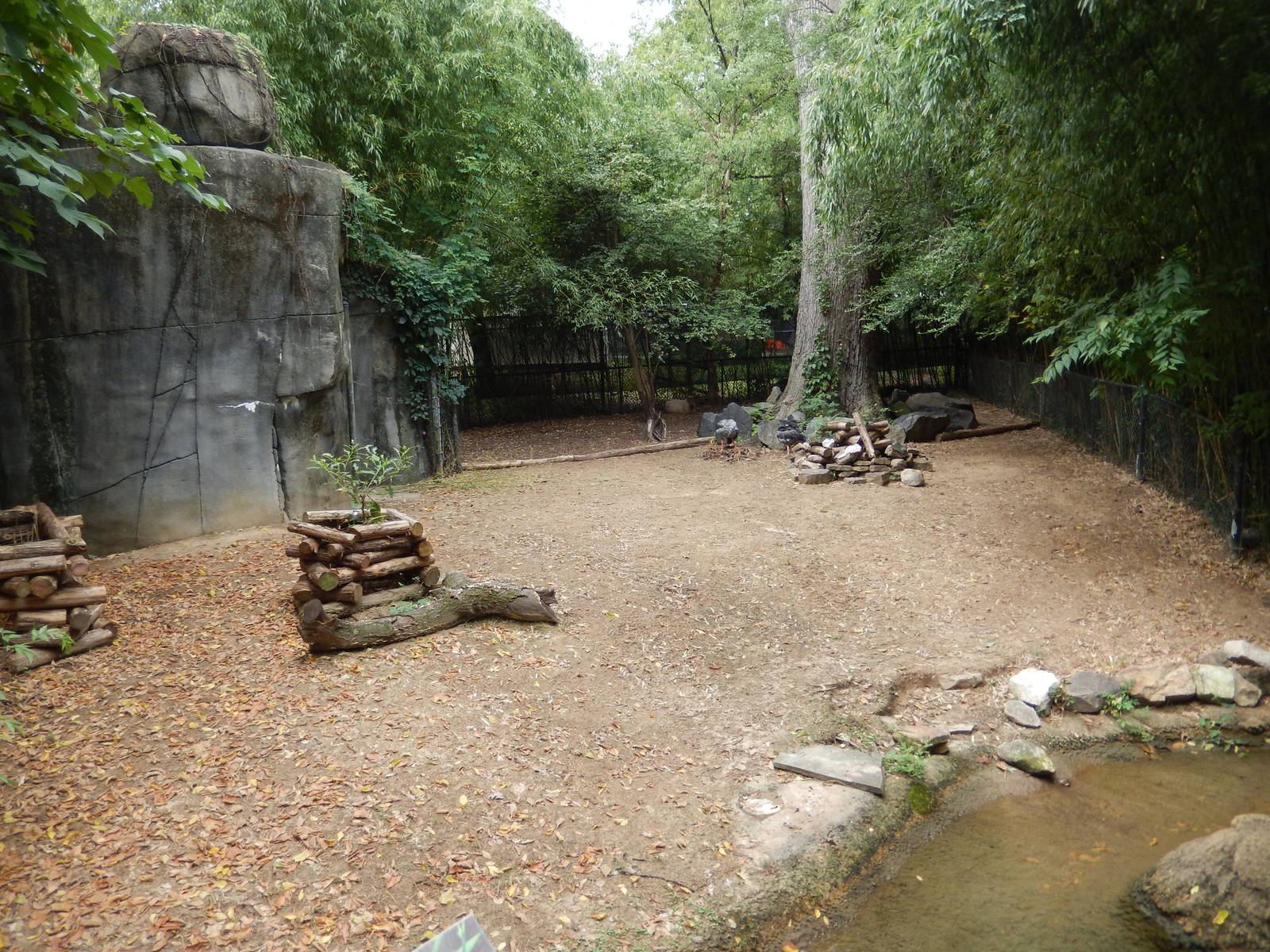 8/14/2016 - Crested Screamer & Capybara Exhibit