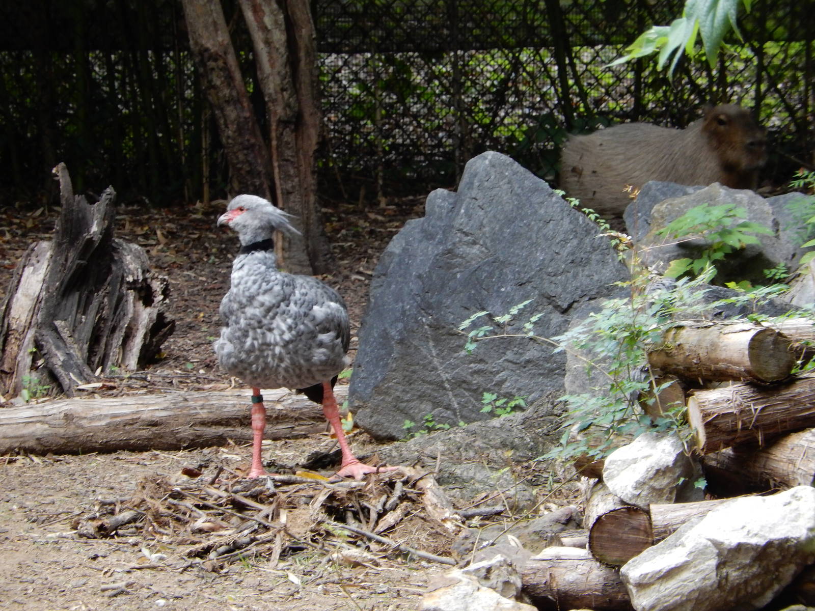8/14/2016 - Crested Screamer & Capybara
