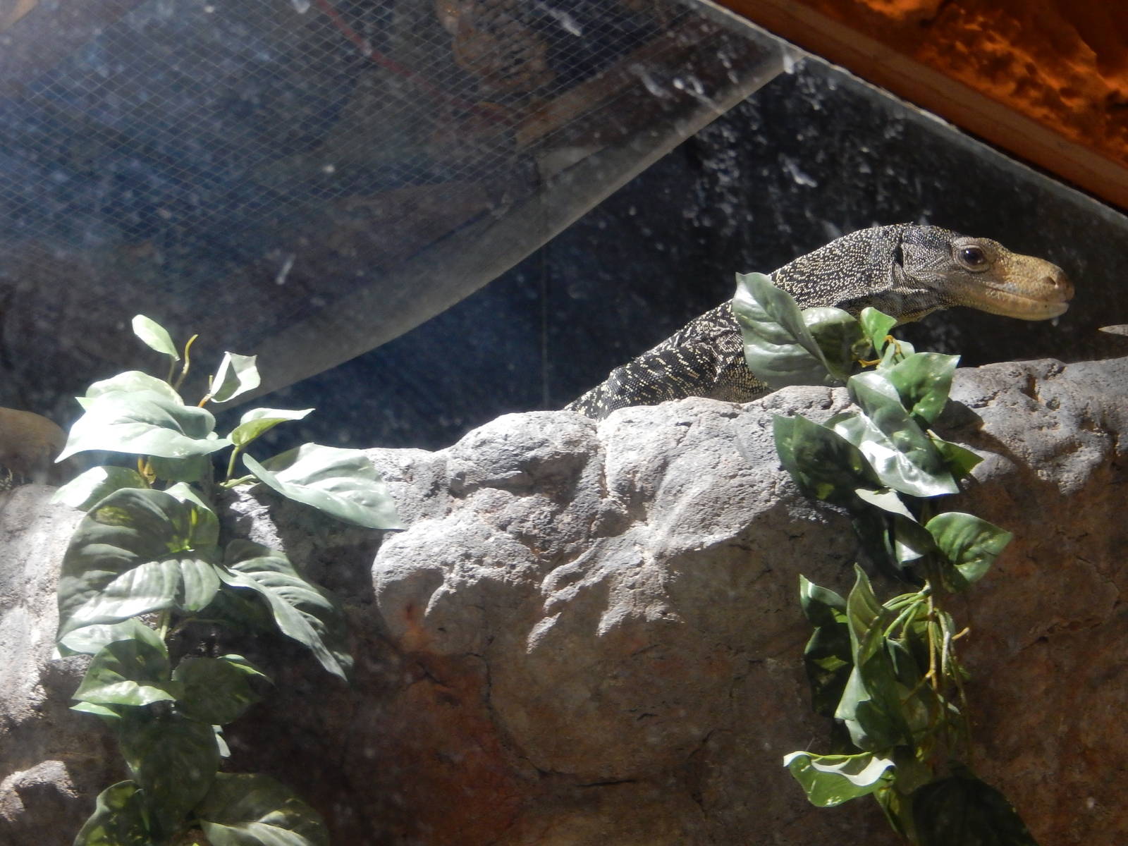 8/14/2016 - Crocodile Monitor