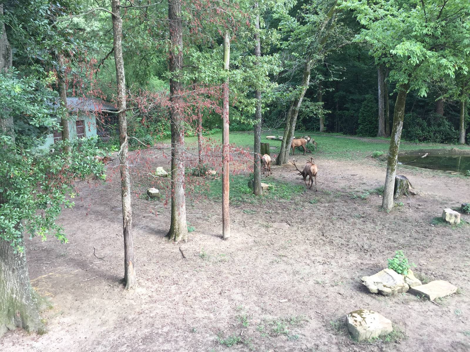 8/14/2016 - Elk Habitat