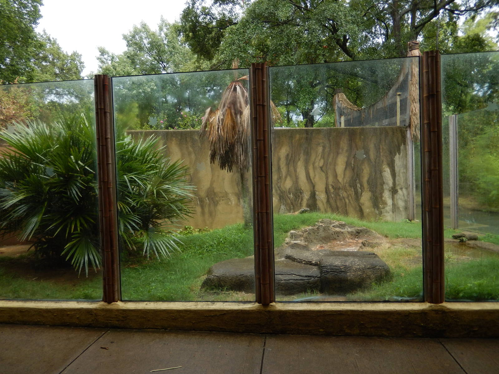 8/14/2016 - First Komodo Dragon Habitat