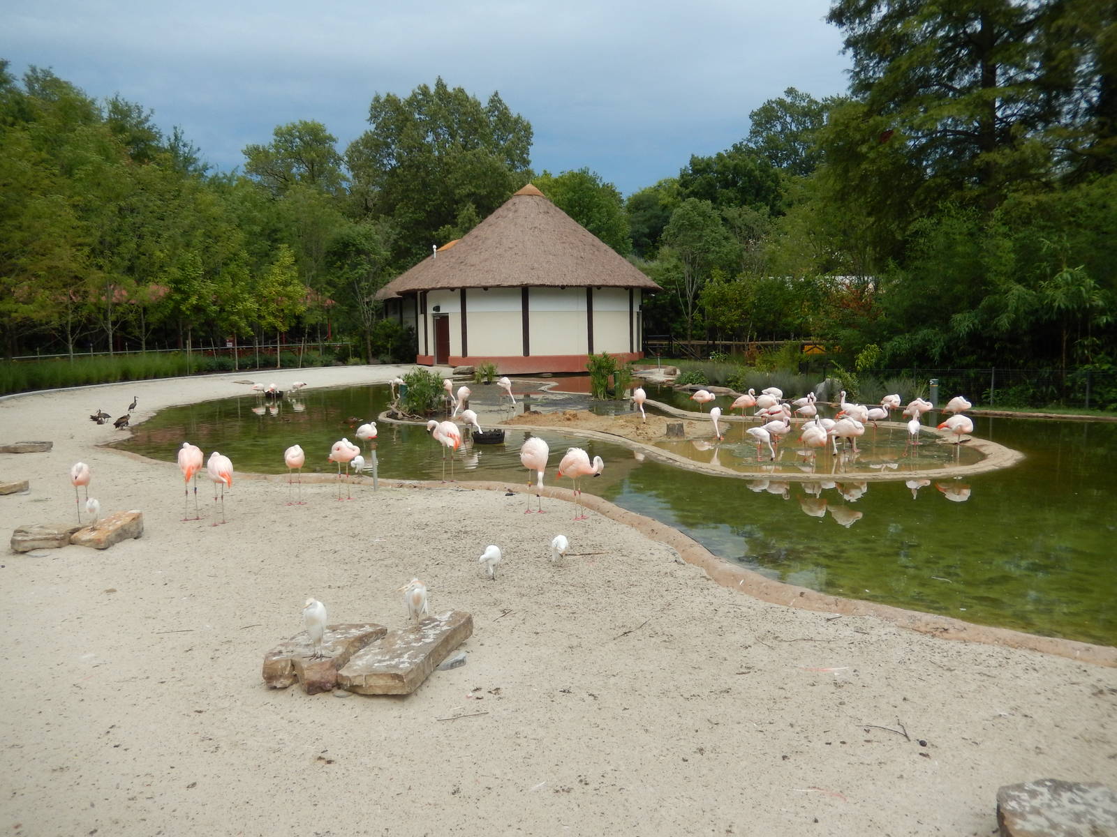 8/14/2016 - Flamingo Pond