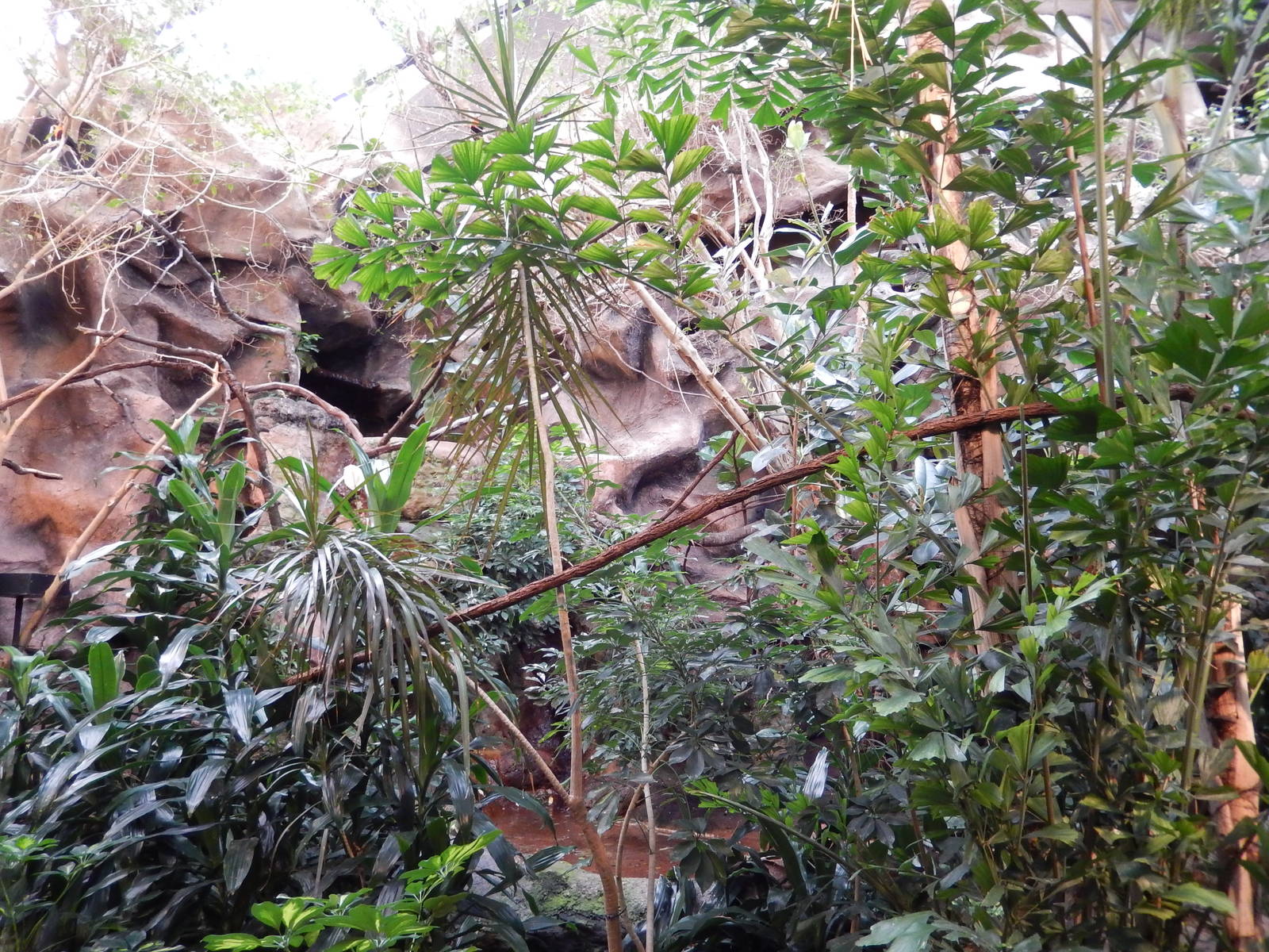 8/14/2016 - Free-Flight Aviary