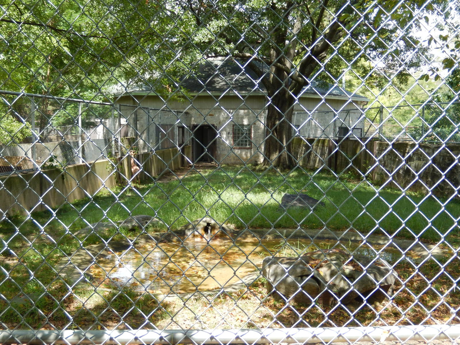 8/14/2016 - Gerenuk Paddock