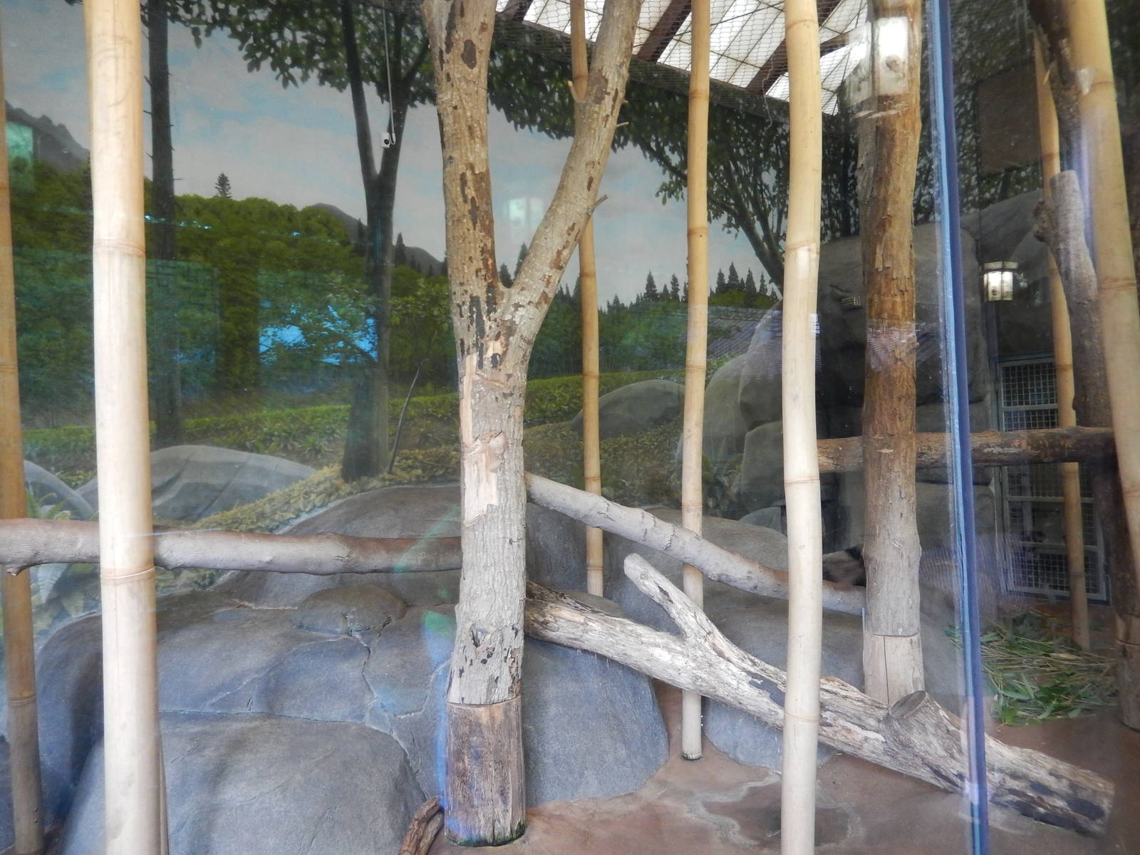 8/14/2016 - Giant Panda Indoor Room