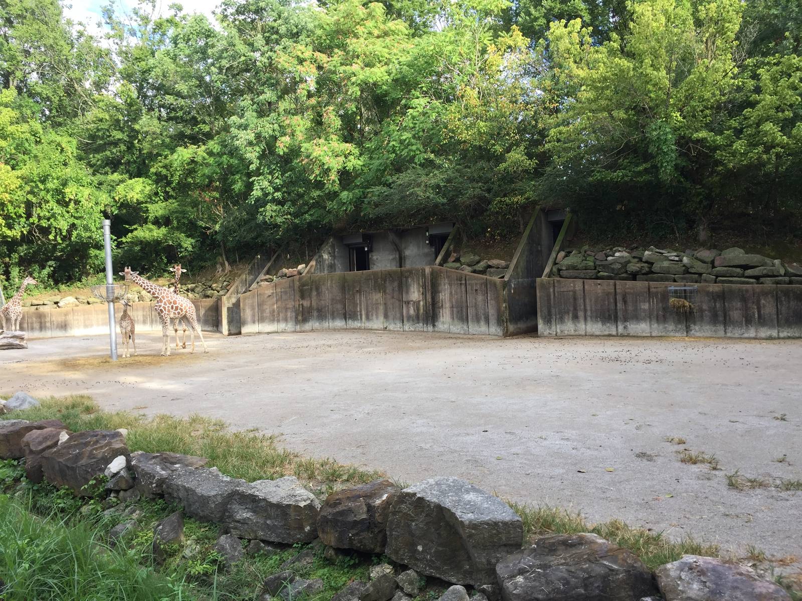 8/14/2016 - Giraffe Exhibit