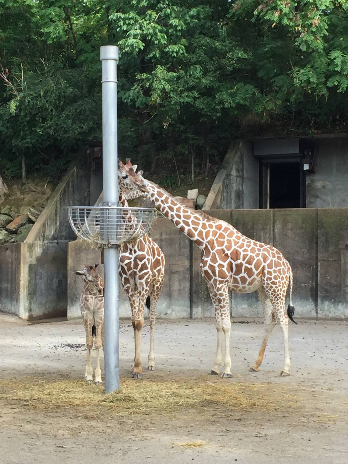 8/14/2016 - Giraffes