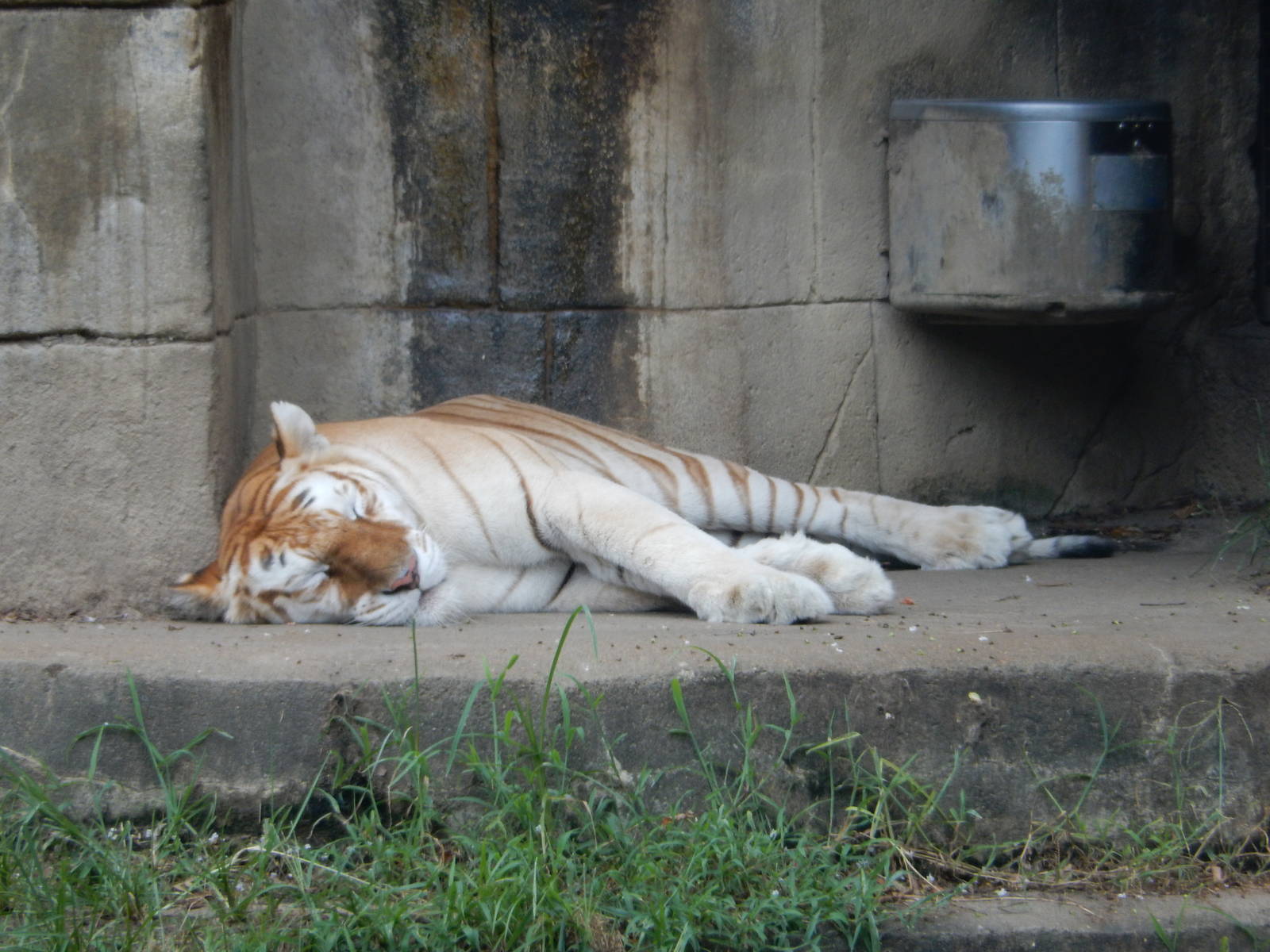 8/14/2016 - Golden Tiger