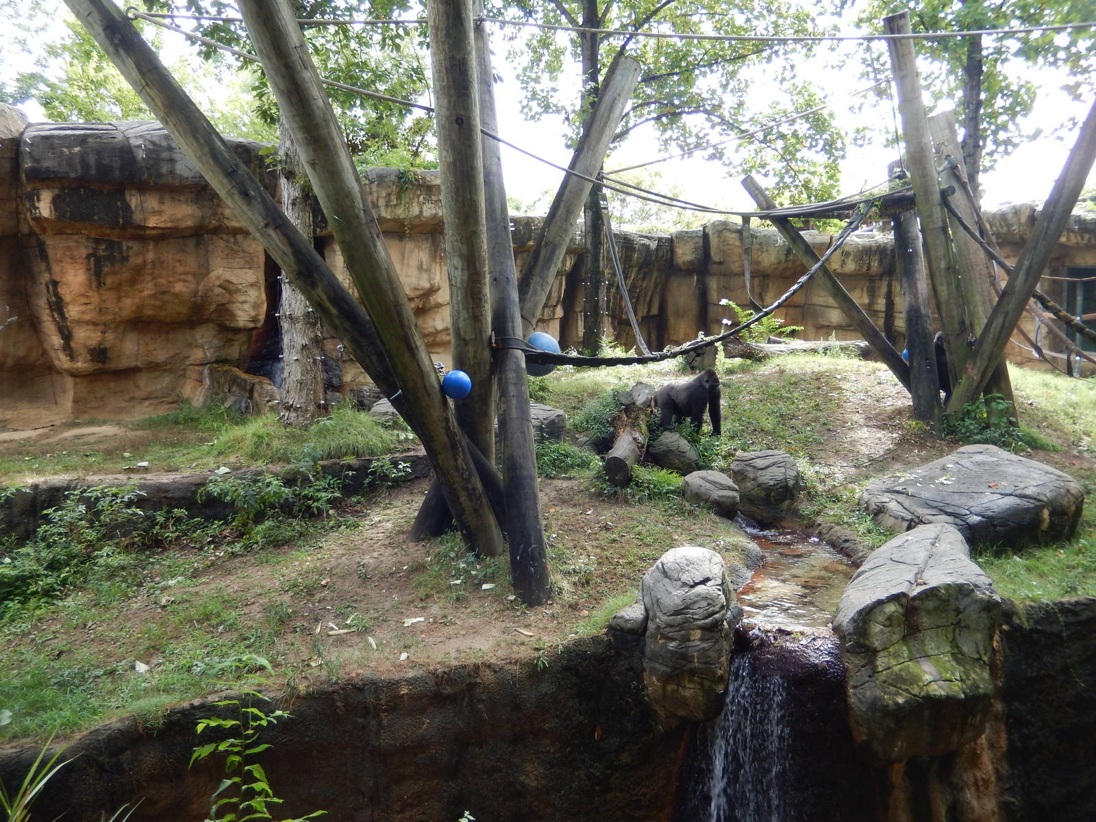 8/14/2016 - Gorilla Habitat