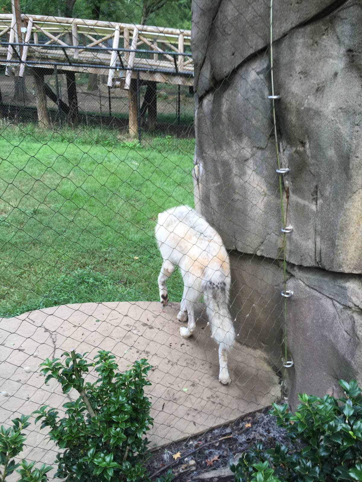 8/14/2016 - Gray Wolf