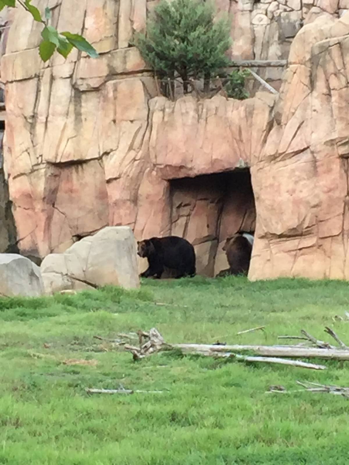 8/14/2016 - Grizzly Bears