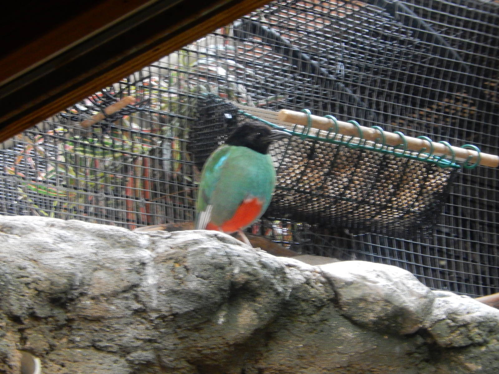 8/14/2016 - Hooded Pitta