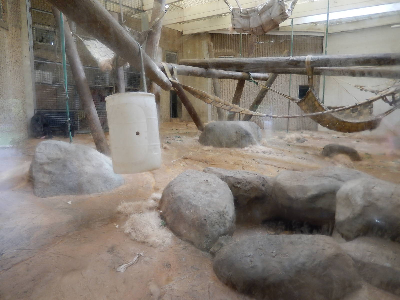 8/14/2016 - Indoor Bonobo Room