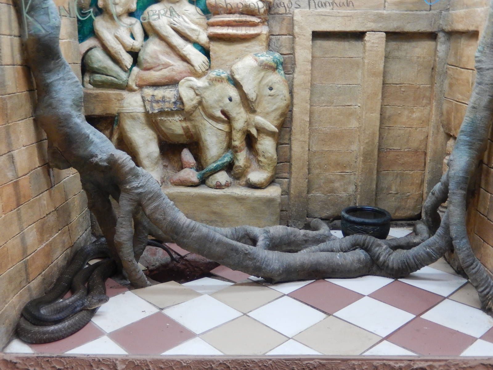 8/14/2016 - King Cobra Terrarium