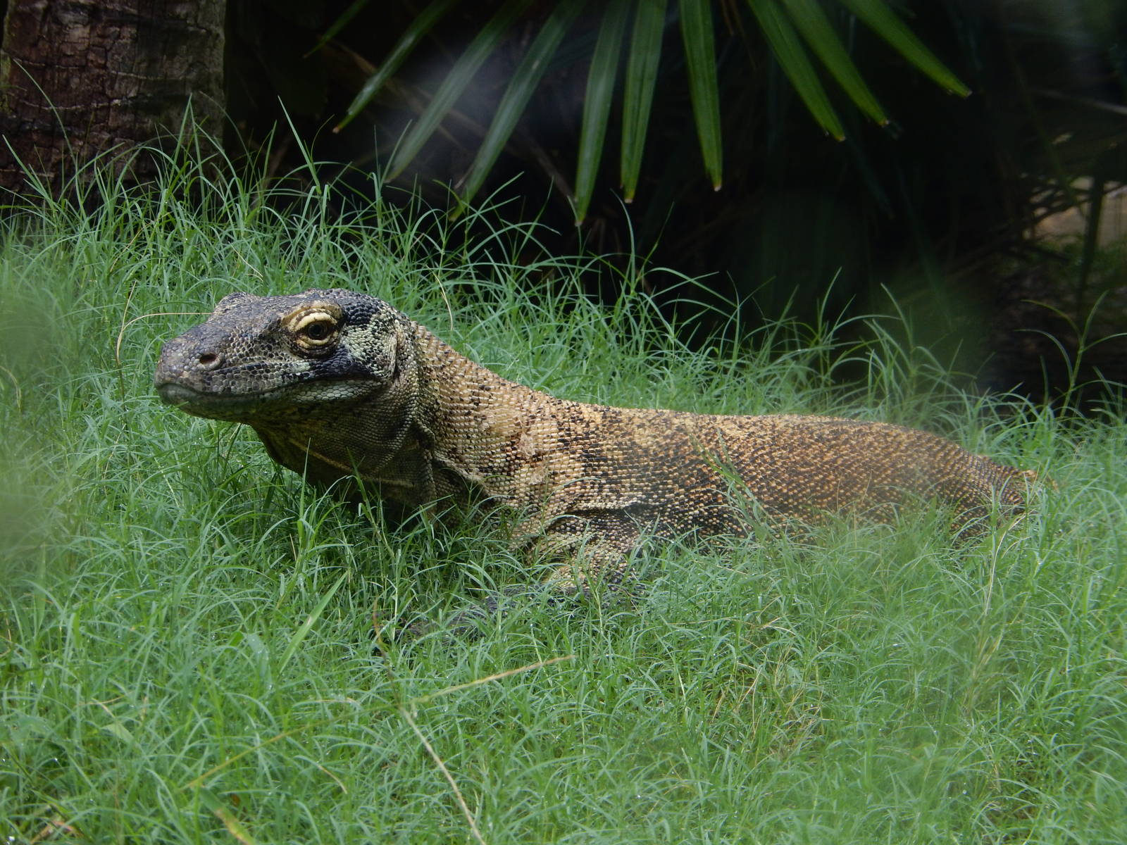 8/14/2016 - Komodo Dragon