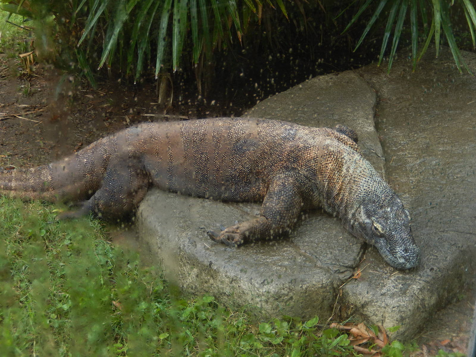 8/14/2016 - Komodo Dragon