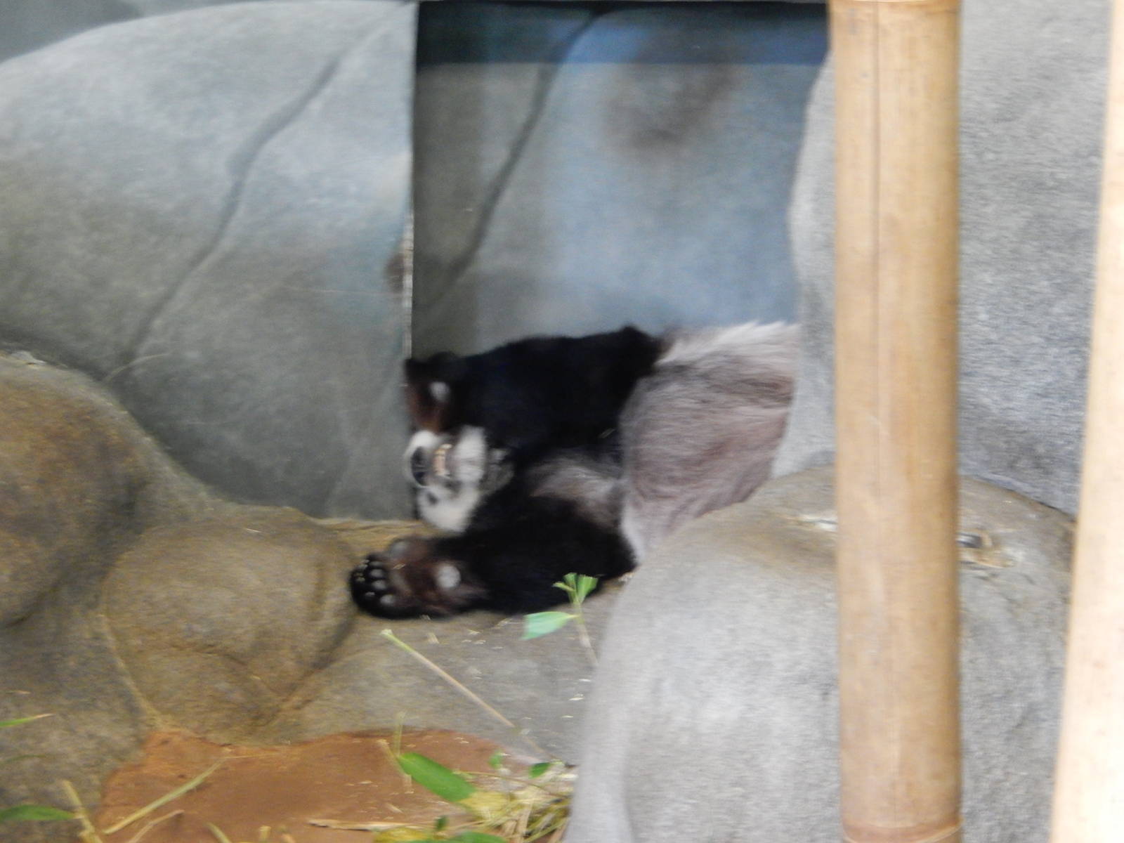 8/14/2016 - Le Le the Male Giant Panda