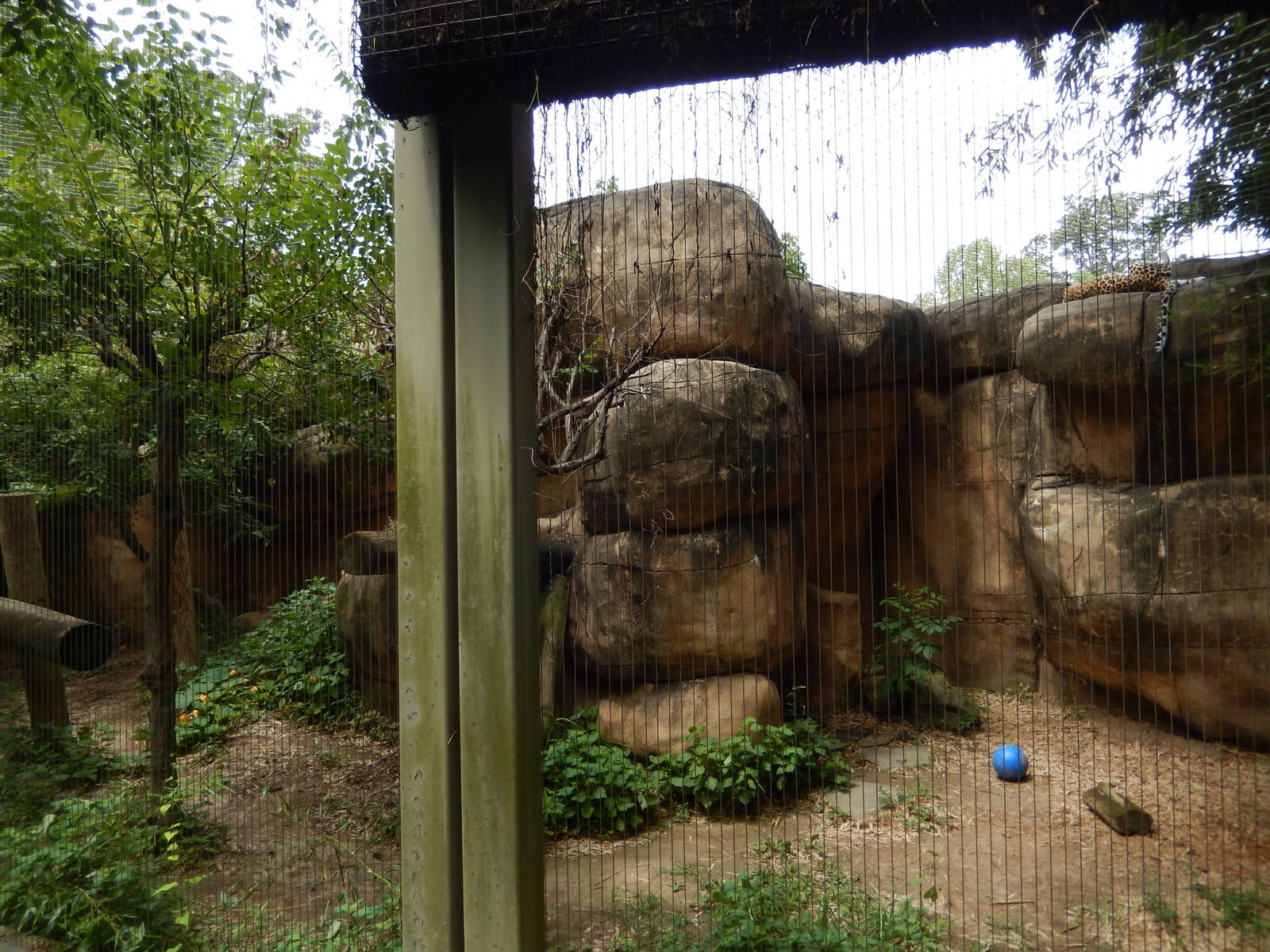 8/14/2016 - Leopard Exhibit