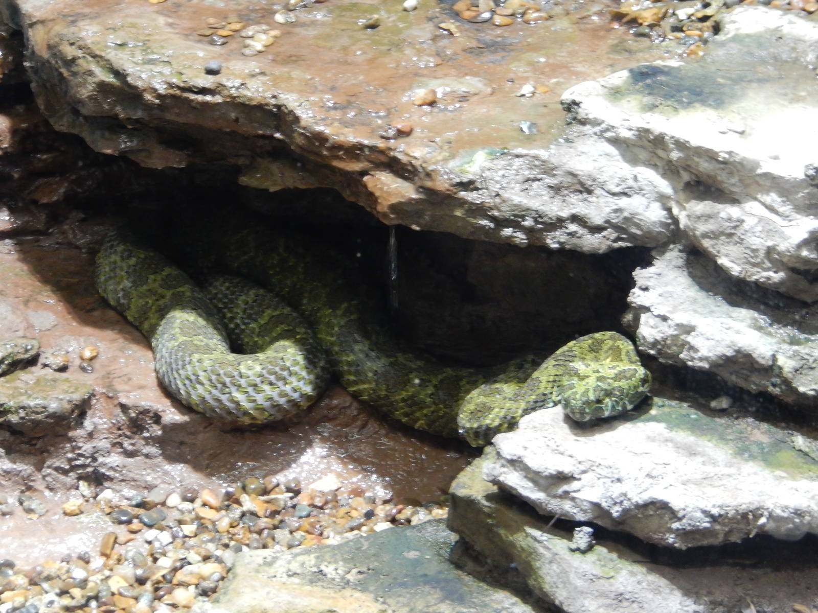 8/14/2016 - Mangshan Mountain Viper